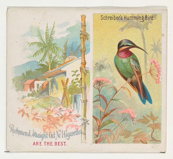 Schreiber's Hummingbird, from Birds of the Tropics series (N38) for Allen & Ginter Cigarettes