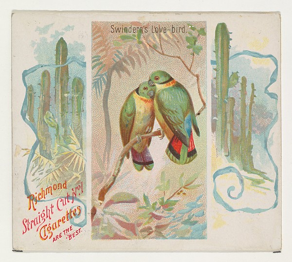 Swintern's Love-bird, from Birds of the Tropics series (N38) for Allen & Ginter Cigarettes by Allen & Ginter, The Metropolitan Museum of Art