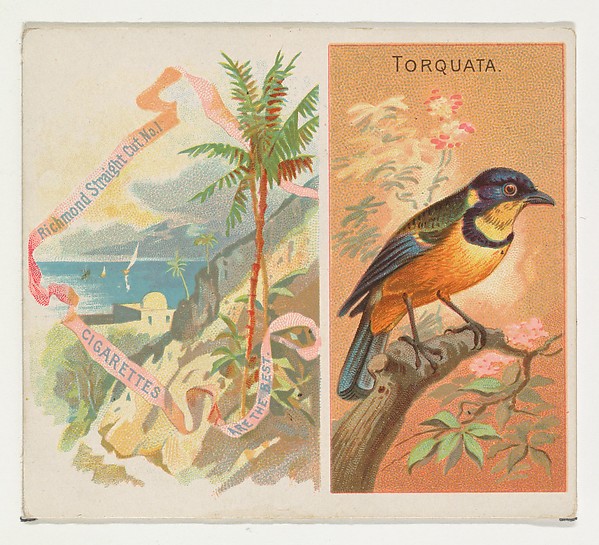 Torquata, from Birds of the Tropics series (N38) for Allen & Ginter Cigarettes by Allen & Ginter, The Metropolitan Museum of Art