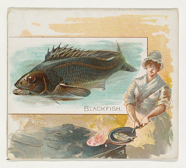 Blackfish, from Fish from American Waters series (N39) for Allen & Ginter Cigarettes