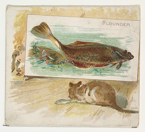 Flounder, from Fish from American Waters series (N39) for Allen & Ginter Cigarettes