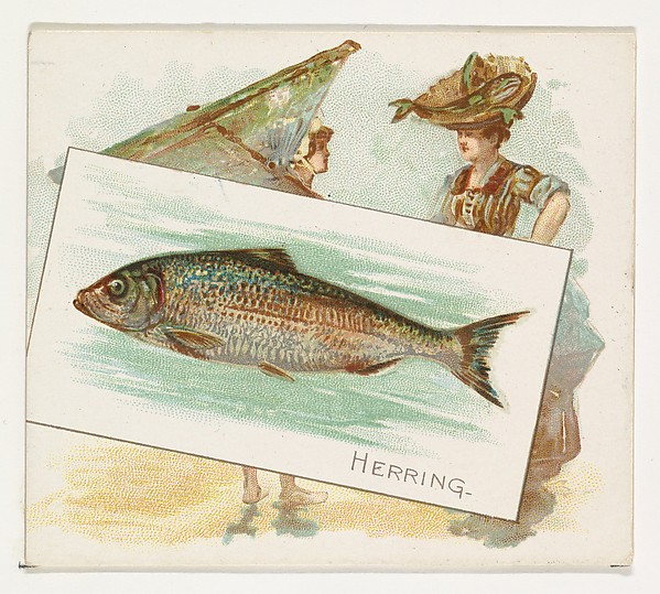 Herring, from Fish from American Waters series (N39) for Allen & Ginter Cigarettes