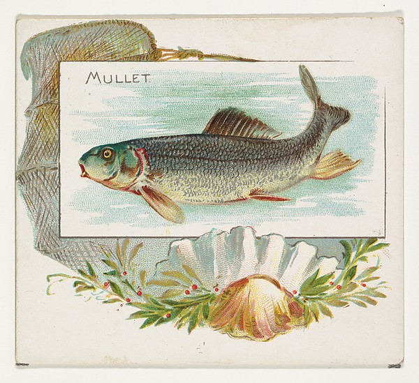 Mullet, from Fish from American Waters series (N39) for Allen & Ginter Cigarettes