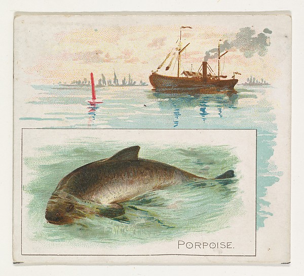 Porpoise, from Fish from American Waters series (N39) for Allen & Ginter Cigarettes