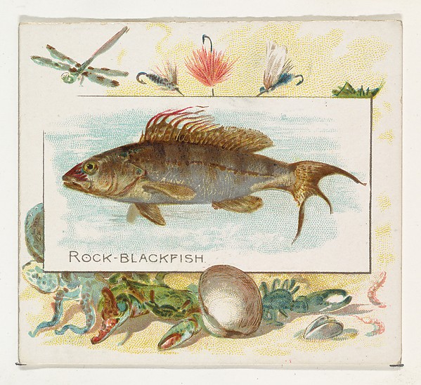Rock Blackfish, from Fish from American Waters series (N39) for Allen & Ginter Cigarettes