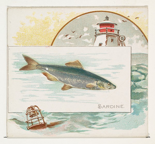 Sardine, from Fish from American Waters series (N39) for Allen & Ginter Cigarettes