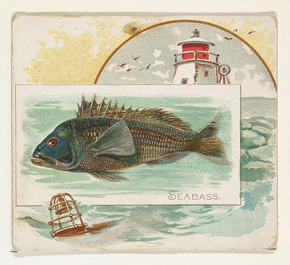 Sea Bass, from Fish from American Waters series (N39) for Allen & Ginter Cigarettes