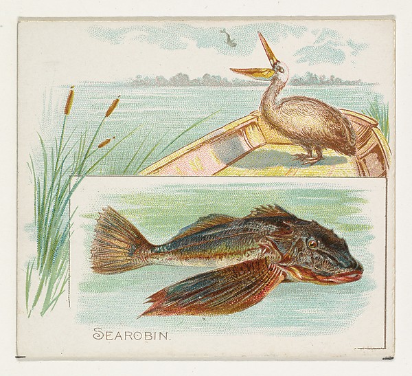 Searobin, from Fish from American Waters series (N39) for Allen & Ginter Cigarettes