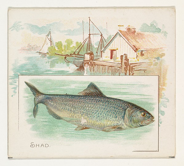 Shad, from Fish from American Waters series (N39) for Allen & Ginter Cigarettes