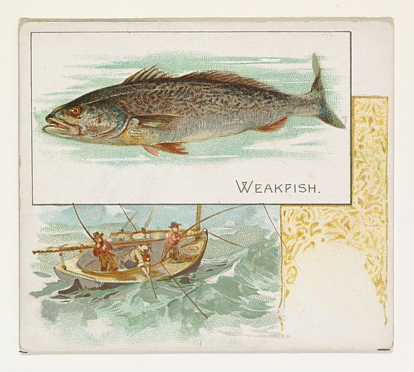 Weakfish, from Fish from American Waters series (N39) for Allen & Ginter Cigarettes