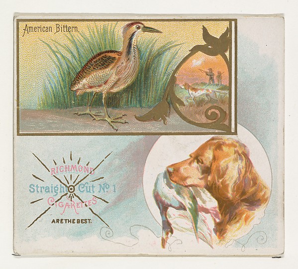 American Bittern, from the Game Birds series (N40) for Allen & Ginter Cigarettes by Allen & Ginter, The Metropolitan Museum of Art