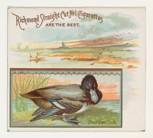 Black Head Duck, from the Game Birds series (N40) for Allen & Ginter Cigarettes