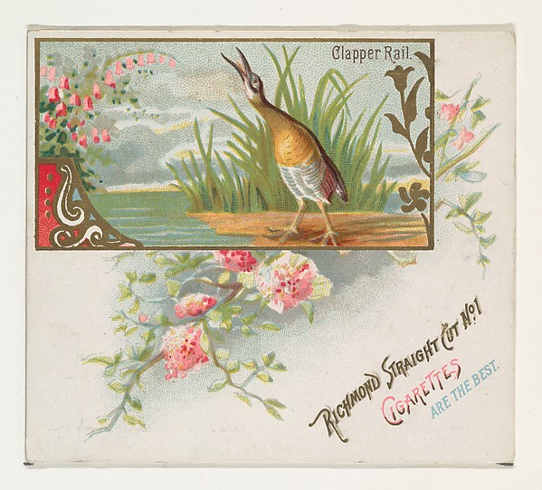 Clapper Rail, from the Game Birds series (N40) for Allen & Ginter Cigarettes by Allen & Ginter, The Metropolitan Museum of Art