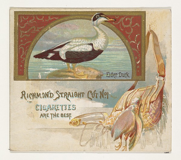 Eider Duck, from the Game Birds series (N40) for Allen & Ginter Cigarettes