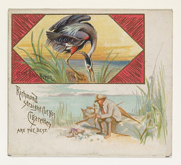Great Blue Heron, from the Game Birds series (N40) for Allen & Ginter Cigarettes
