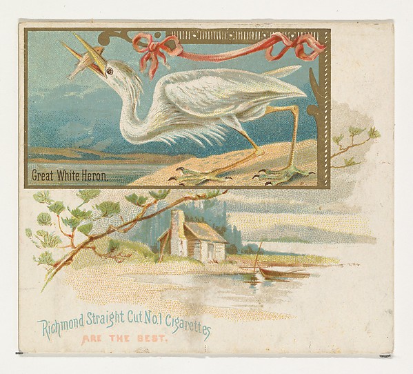 Great White Heron, from the Game Birds series (N40) for Allen & Ginter Cigarettes