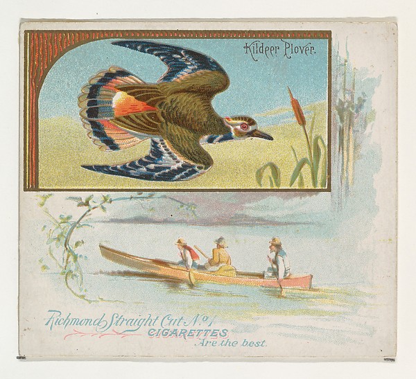 Kildeer Plover, from the Game Birds series (N40) for Allen & Ginter Cigarettes by Allen & Ginter, The Metropolitan Museum of Art