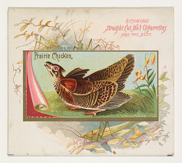 Prairie Chicken, from the Game Birds series (N40) for Allen & Ginter Cigarettes