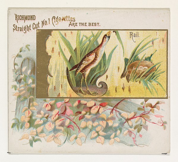 Rail, from the Game Birds series (N40) for Allen & Ginter Cigarettes