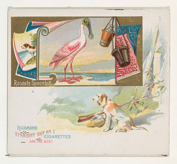 Roseate Spoonbill, from the Game Birds series (N40) for Allen & Ginter Cigarettes
