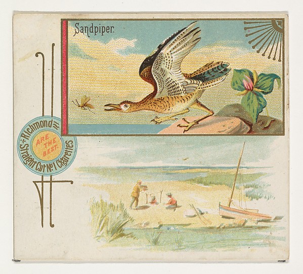 Sandpiper, from the Game Birds series (N40) for Allen & Ginter Cigarettes