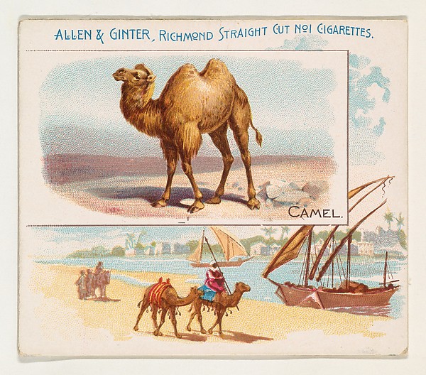 Camel, from Quadrupeds series (N41) for Allen & Ginter Cigarettes