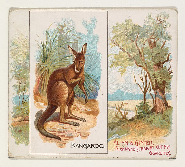 Kangaroo, from Quadrupeds series (N41) for Allen & Ginter Cigarettes