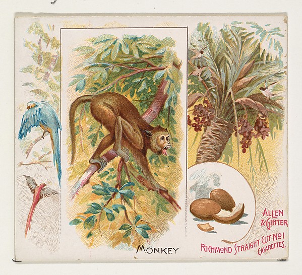 Monkey, from Quadrupeds series (N41) for Allen & Ginter Cigarettes