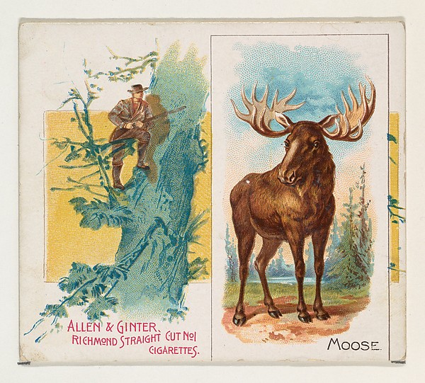 Moose, from Quadrupeds series (N41) for Allen & Ginter Cigarettes