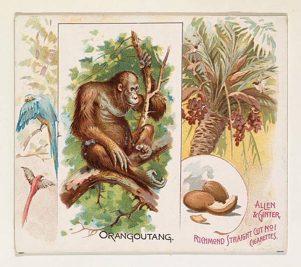 Orangoutang, from Quadrupeds series (N41) for Allen & Ginter Cigarettes