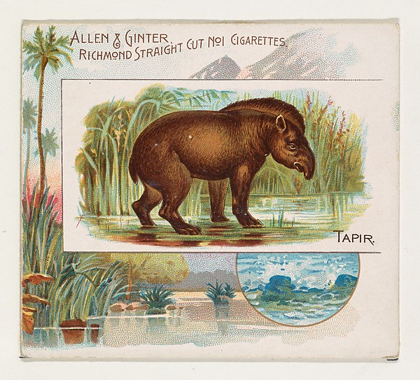 Tapir, from Quadrupeds series (N41) for Allen & Ginter Cigarettes