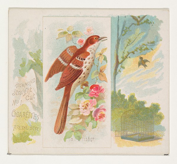 Brown Thrasher, from the Song Birds of the World series (N42) for Allen & Ginter Cigarettes