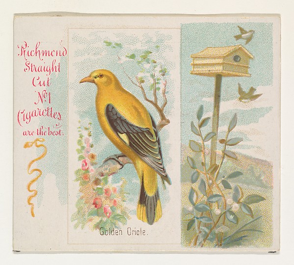 Golden Oriole, from the Song Birds of the World series (N42) for Allen & Ginter Cigarettes by Allen & Ginter, The Metropolitan Museum of Art