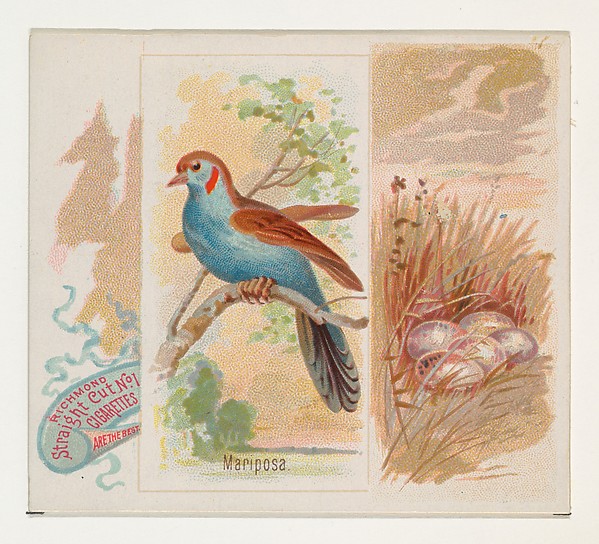 Mariposa, from the Song Birds of the World series (N42) for Allen & Ginter Cigarettes