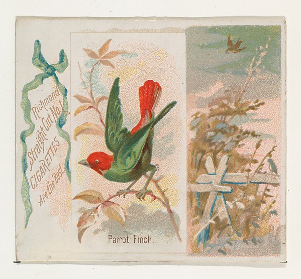 Parrot Finch, from the Song Birds of the World series (N42) for Allen & Ginter Cigarettes