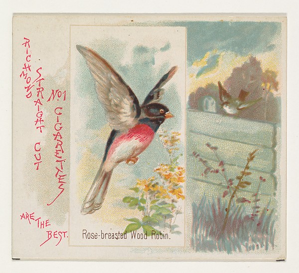 Rose-breasted Wood Robin, from the Song Birds of the World series (N42) for Allen & Ginter Cigarettes