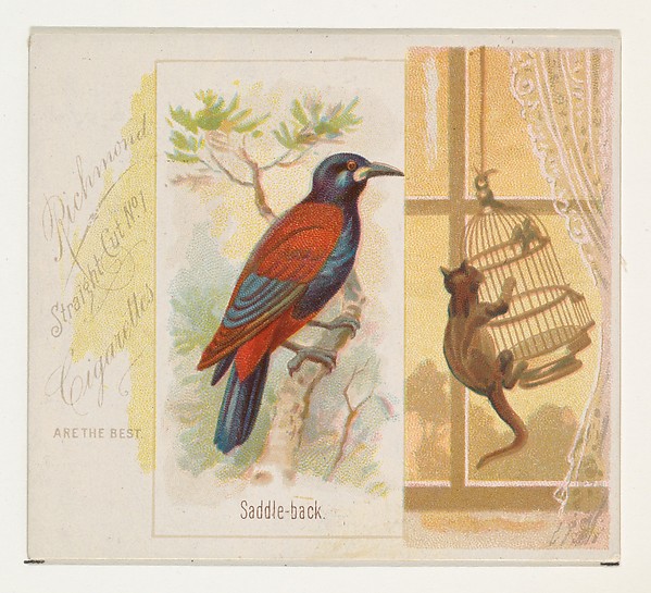 Saddle-back, from the Song Birds of the World series (N42) for Allen & Ginter Cigarettes