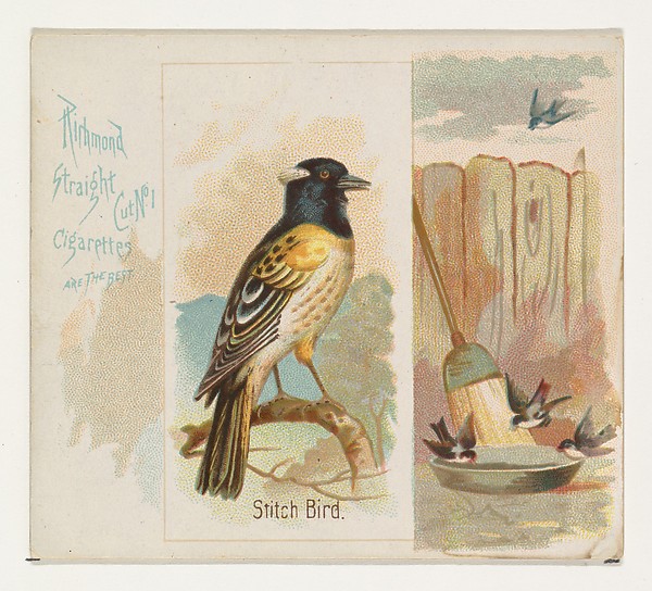Stitch Bird, from the Song Birds of the World series (N42) for Allen & Ginter Cigarettes