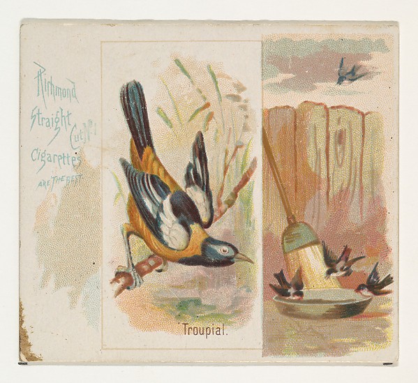 Troupial, from the Song Birds of the World series (N42) for Allen & Ginter Cigarettes