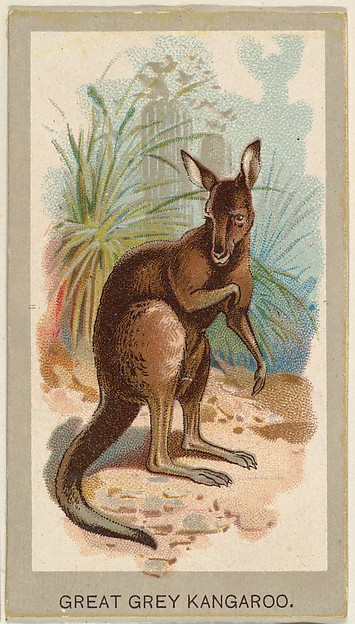 Great Grey Kangaroo, from the Animals of the World series (T180), issued by Abdul Cigarettes