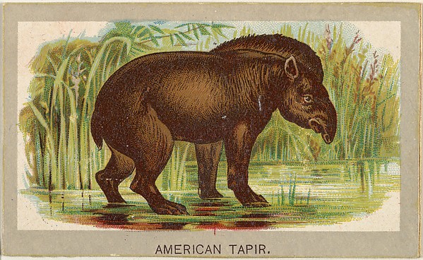 American Tapir, from the Animals of the World series (T180), issued by Abdul Cigarettes