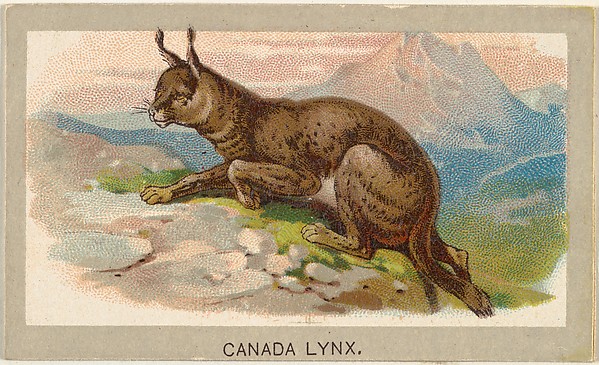 Canada Lynx, from the Animals of the World series (T180), issued by Abdul Cigarettes