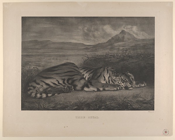 Royal Tiger
