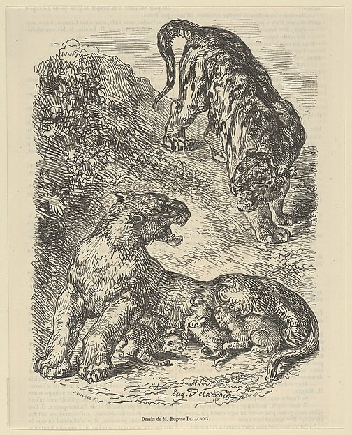 Tigress Attacked by a Tiger While Nursing her Young
