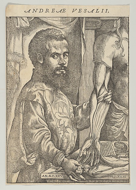 Portrait of Andreas Vesalius, half-length in profile standing in front of a table dissecting the arm of a body; frontispiece to Andreas Vesalius 'De humani corporis fabrica libri septem' by John of Calcar (John Stephen Calcar), The Metropolitan Museum of Art