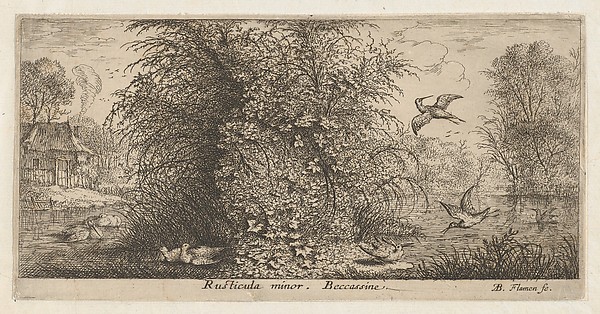 Rusticula minor, Beccassine (The Snipe), from "Livre d'Oyseaux" (Book of Birds)