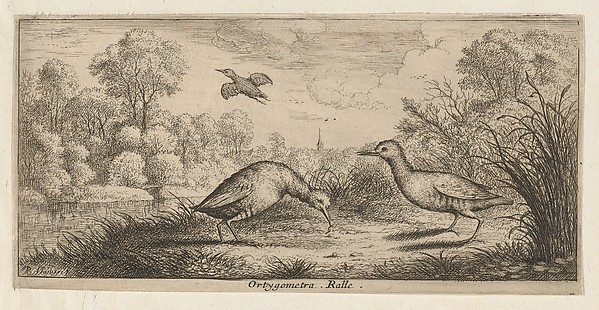 Ortygometra, Ralle (The Rail), from "Livre d'Oyseaux" (Book of Birds)