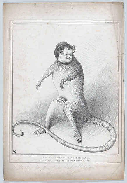 An Extradordinary Animal. Neither an Opossum nor a Kangaroo but having something of both