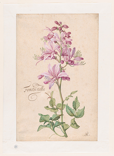 A Dictamnus