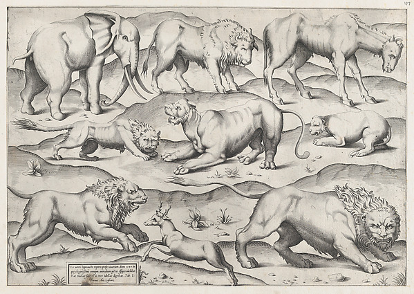 Speculum Romanae Magnificentiae: Wild Animals, from antique wall paintings, plate 1